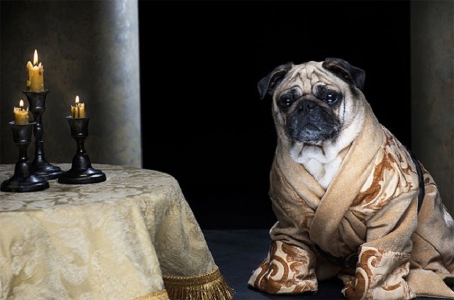 game of thrones pugs07