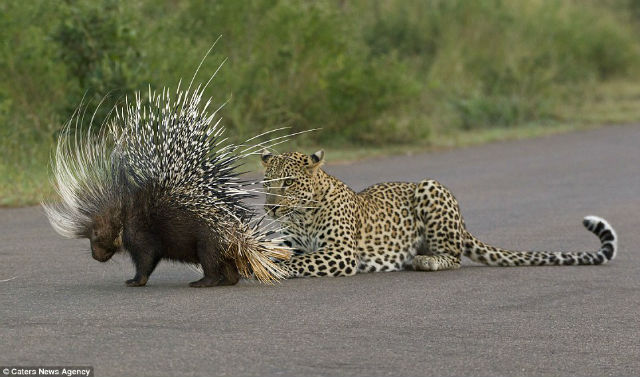 leopardo puerco espin (2)