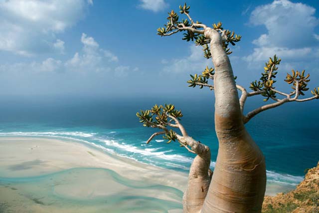 socotra_d