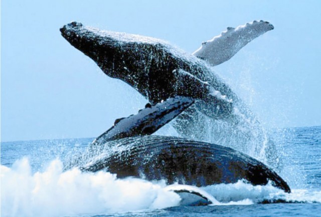 ballenas