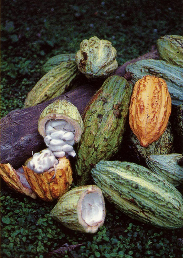 semillas_cacao