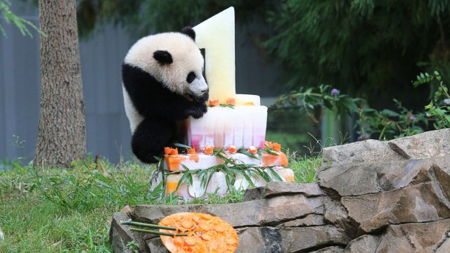 panda_cumple1