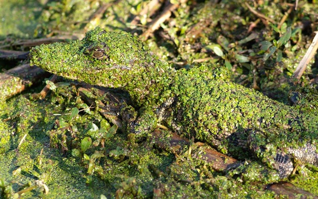 AnimalCamoAlligatorInSwamp