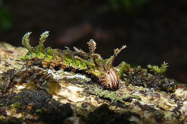 AnimalCamoCaterpillarOnTree