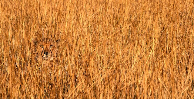 AnimalCamoCheetahInGrass