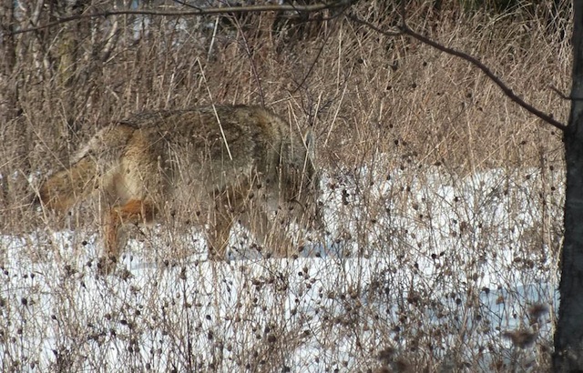 AnimalCamoCoyoteInWoods