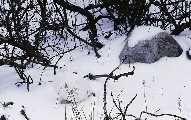 AnimalCamoDoveInSnow