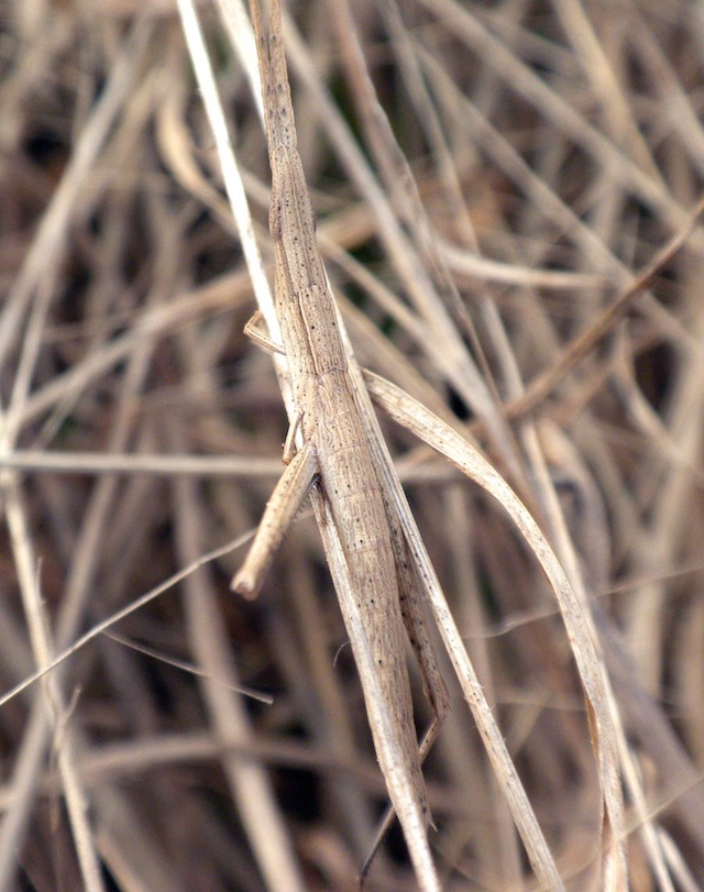 AnimalCamoGrasshopperInGrass