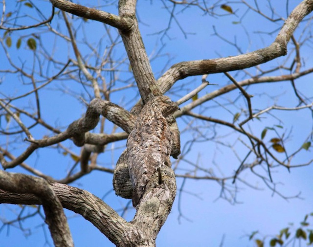 AnimalCamoGreatPotooOnTree