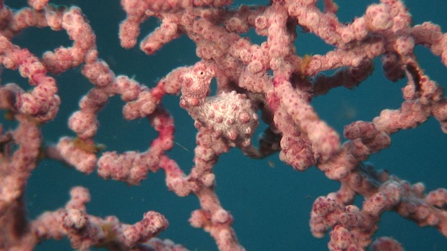 AnimalCamoSeahorseInCoral