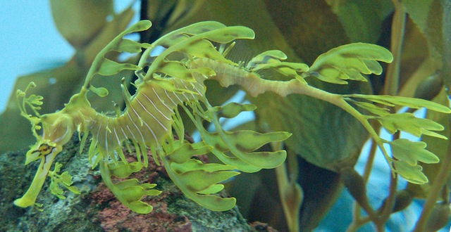 AnimalCamoSeahorseInPlants