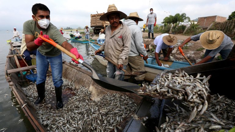 peces muerto jalisco1