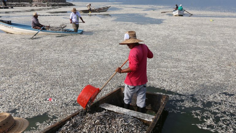 peces muerto jalisco3