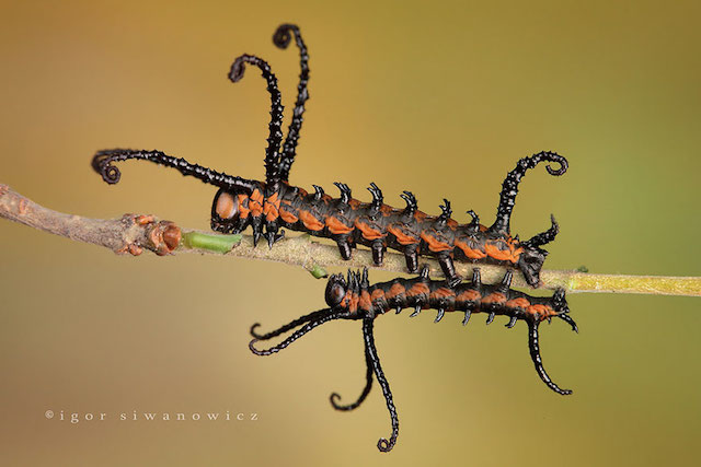 caterpillar-moth-butterfly-before-after-metamorphosis-1-1