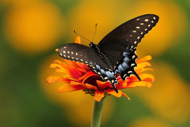 caterpillar-moth-butterfly-before-after-metamorphosis-16-2