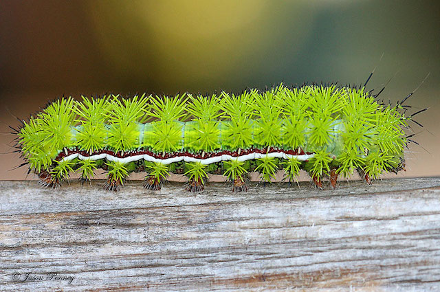 caterpillar-moth-butterfly-before-after-metamorphosis-17-1