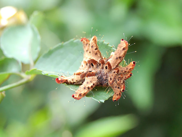 caterpillar-moth-butterfly-before-after-metamorphosis-2-1