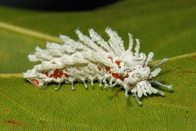 caterpillar-moth-butterfly-before-after-metamorphosis-20-1