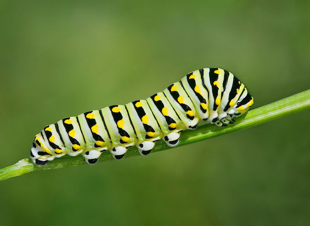 Late Instar Black Swallowtail