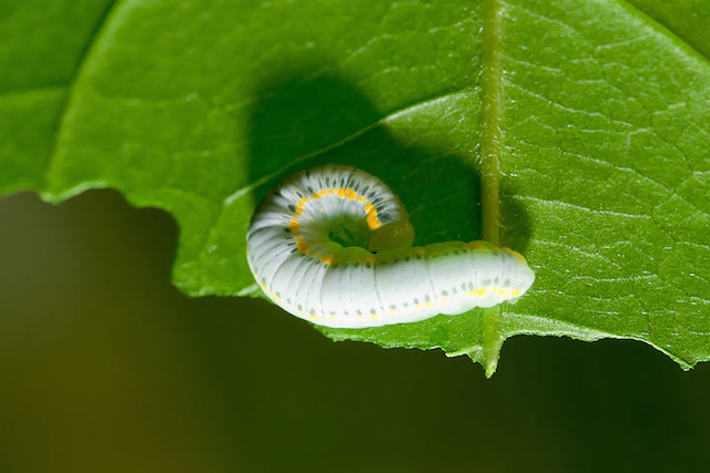 Glass Winged Butterfly (Greta Oto) caterpillar