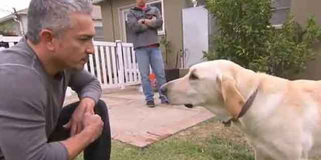 cesar_millan