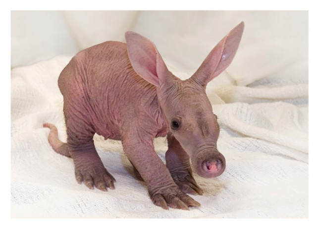 zooborns_aardvark1