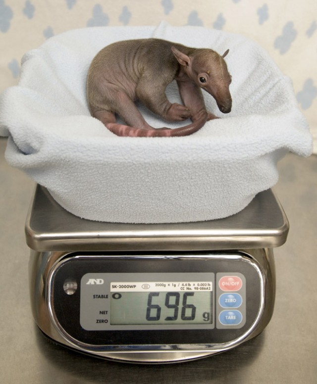 zooborns_anteater