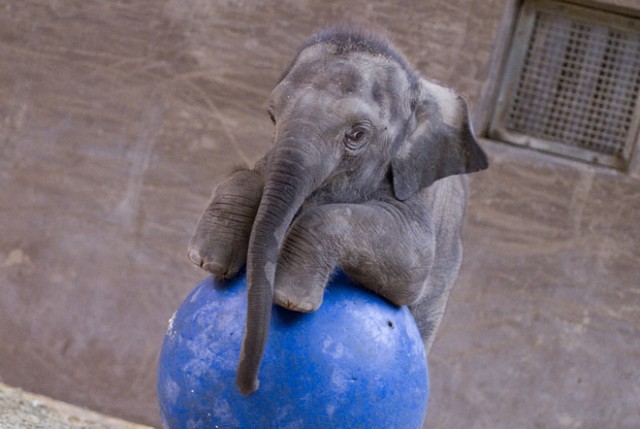 zooborns_elephant