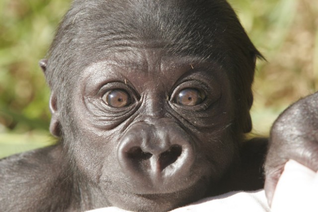 zooborns_gorilla