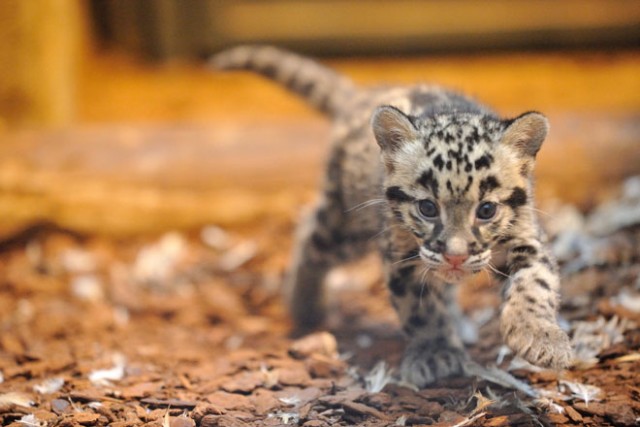 zooborns_leopard