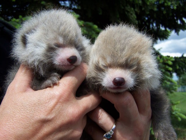 zooborns_red-pandas