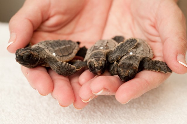 zooborns_turtles