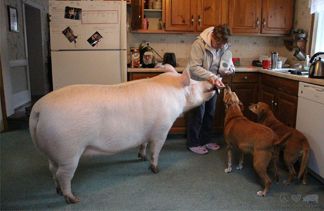 esther-wonder-pig-sanctuary-steve-derek-11