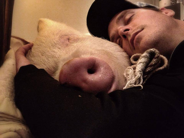 esther-wonder-pig-sanctuary-steve-derek-44