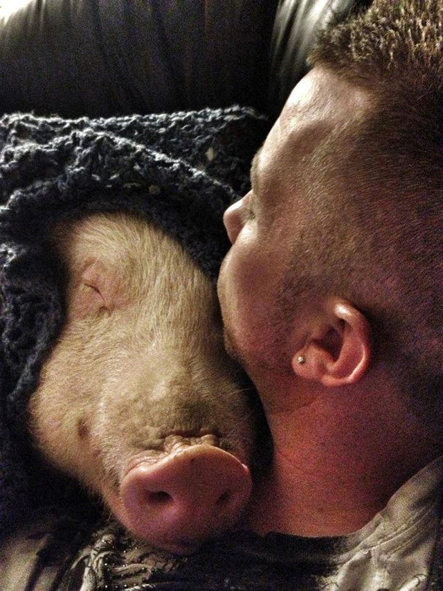 esther-wonder-pig-sanctuary-steve-derek-45