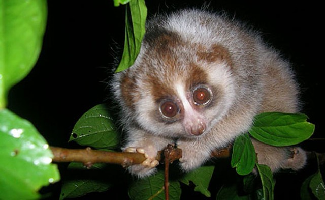 slow-loris