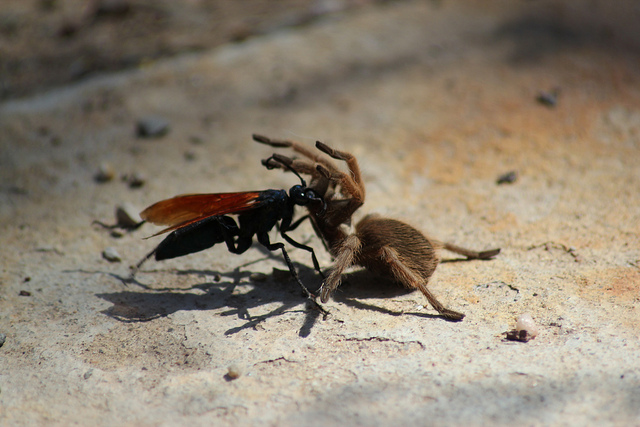 tarantula-hawk-wasp-10