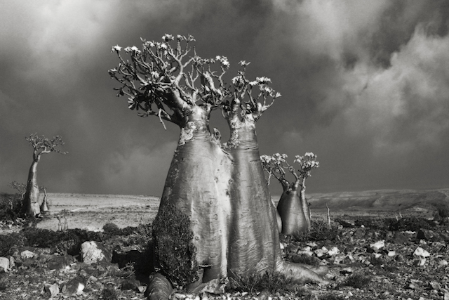 Desert-Rose-Wadi-Fa-Lang-copy