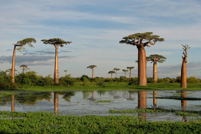 adansonia_grandidieri03