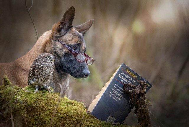 ingo-else-dog-owl-friendship-tanja-brandt-12