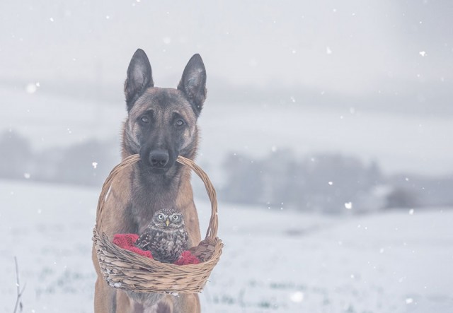 ingo-else-dog-owl-friendship-tanja-brandt-5 (1)