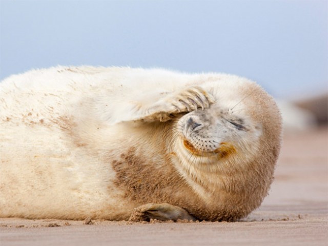 seal12-650x487