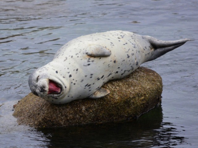 seal3-650x487