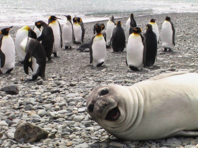 seal6-650x487