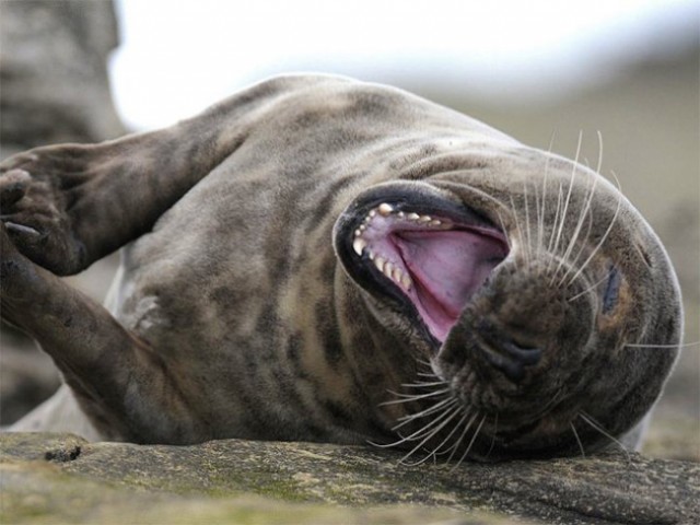 seal9-650x487