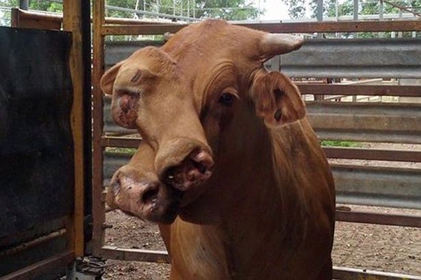 Two-headed-cow