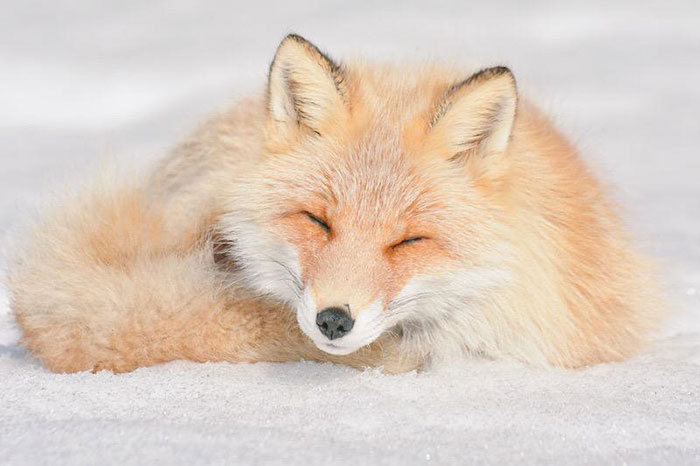 cute-animals-hokkaido-ezo-japan-5