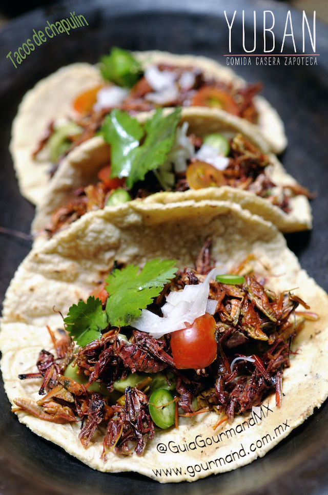 Tacos_de_Chapulines_Yuban2