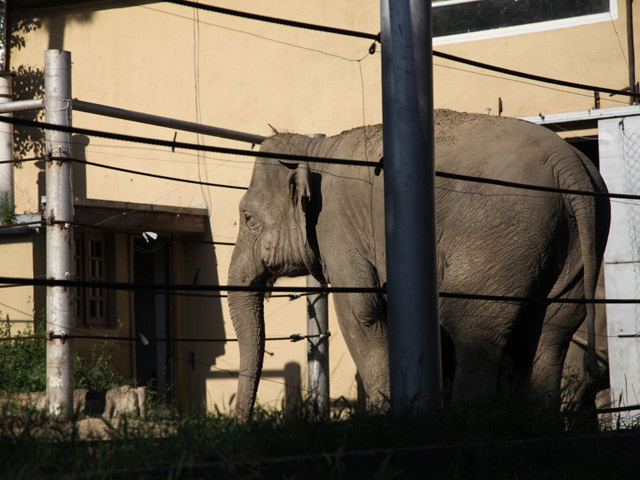 Tbilisi-Georgia-Animals-2