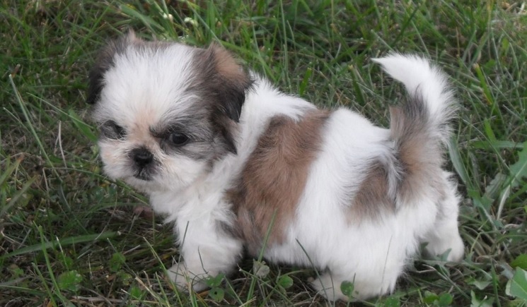 shih tzu